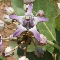 Calotropis gigantea (L.) W.T.Aiton